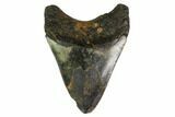 Bargain, Fossil Megalodon Tooth - North Carolina #153106-1